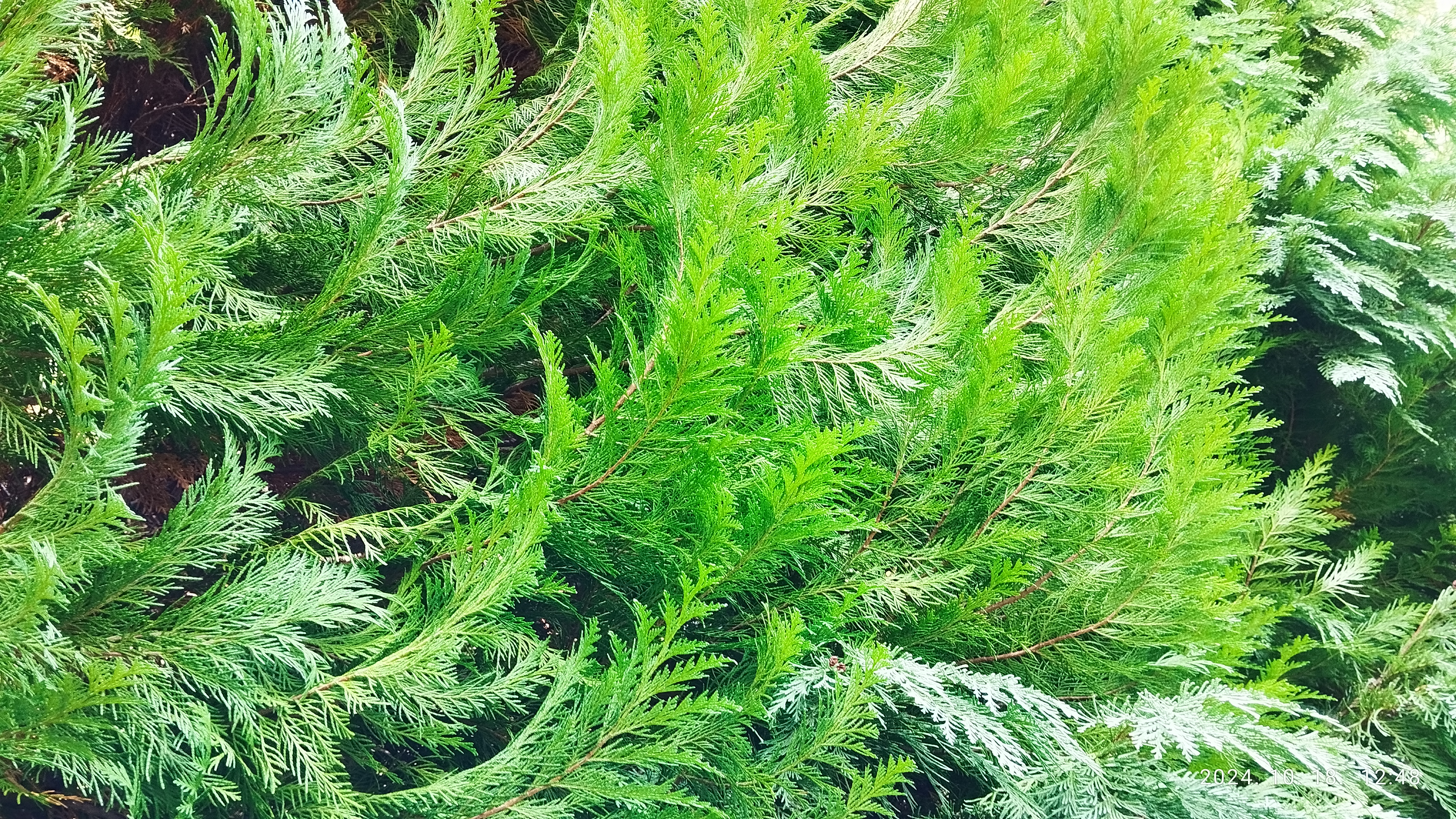erecta viridis.jpg